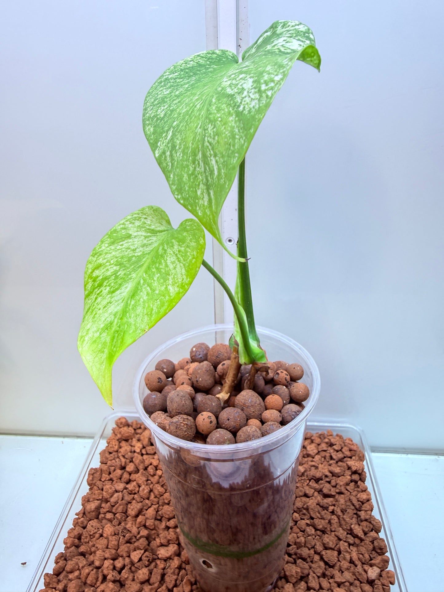 Monstera Mint Variegation - MM3