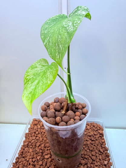 Monstera Mint Variegation - MM3