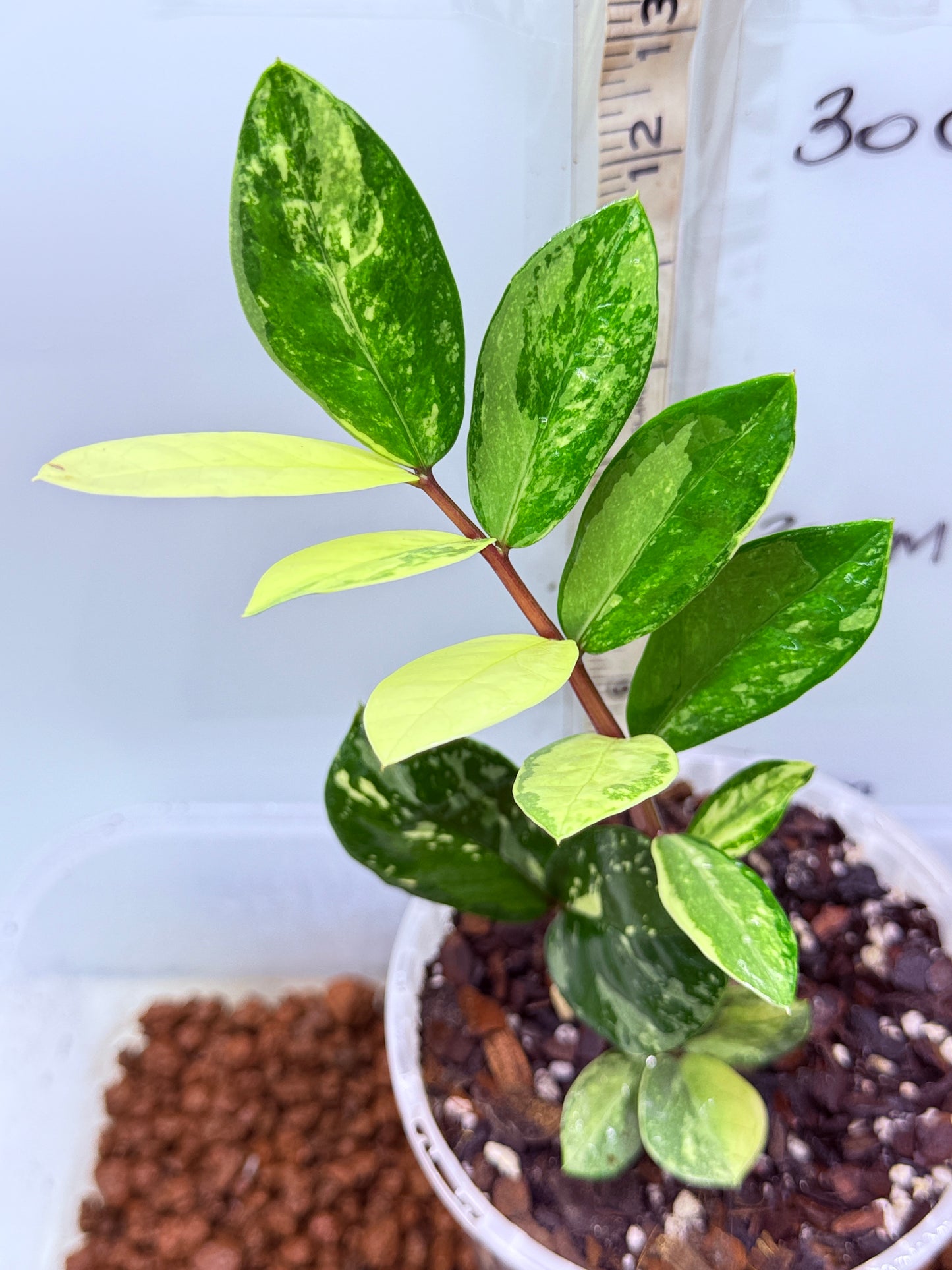 ZZ Variegated Plant - Zamioculcas Zamiifolia