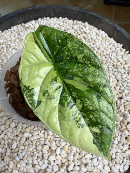 Alocasia Sinuata Variegated - AS1