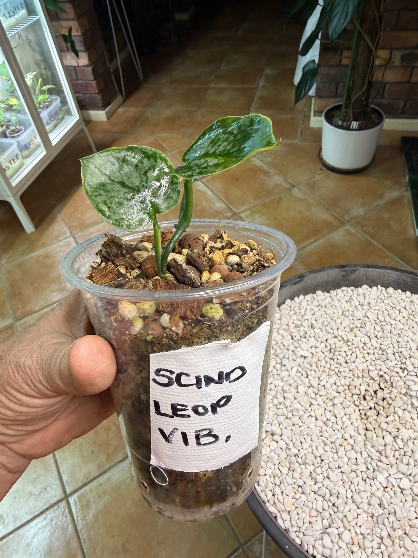 Scindapsus Leopard Spot - V1B