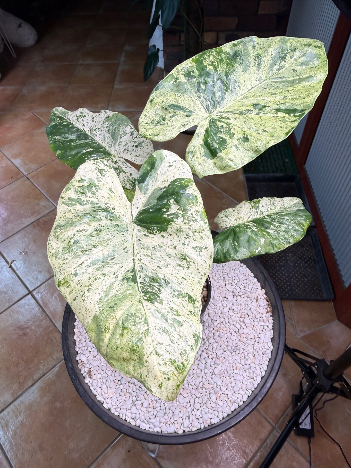 Alocasia Macrorrhizos Splash large - AMR