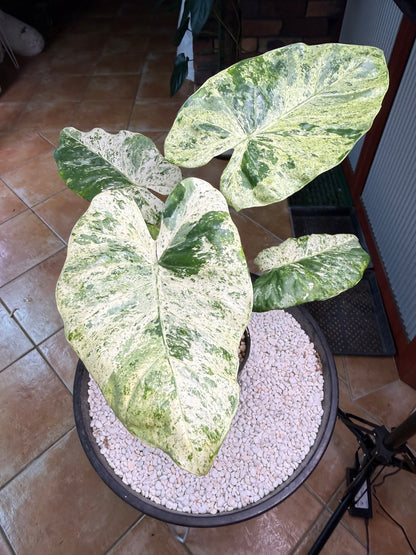 Alocasia Macrorrhizos Splash large - AMR