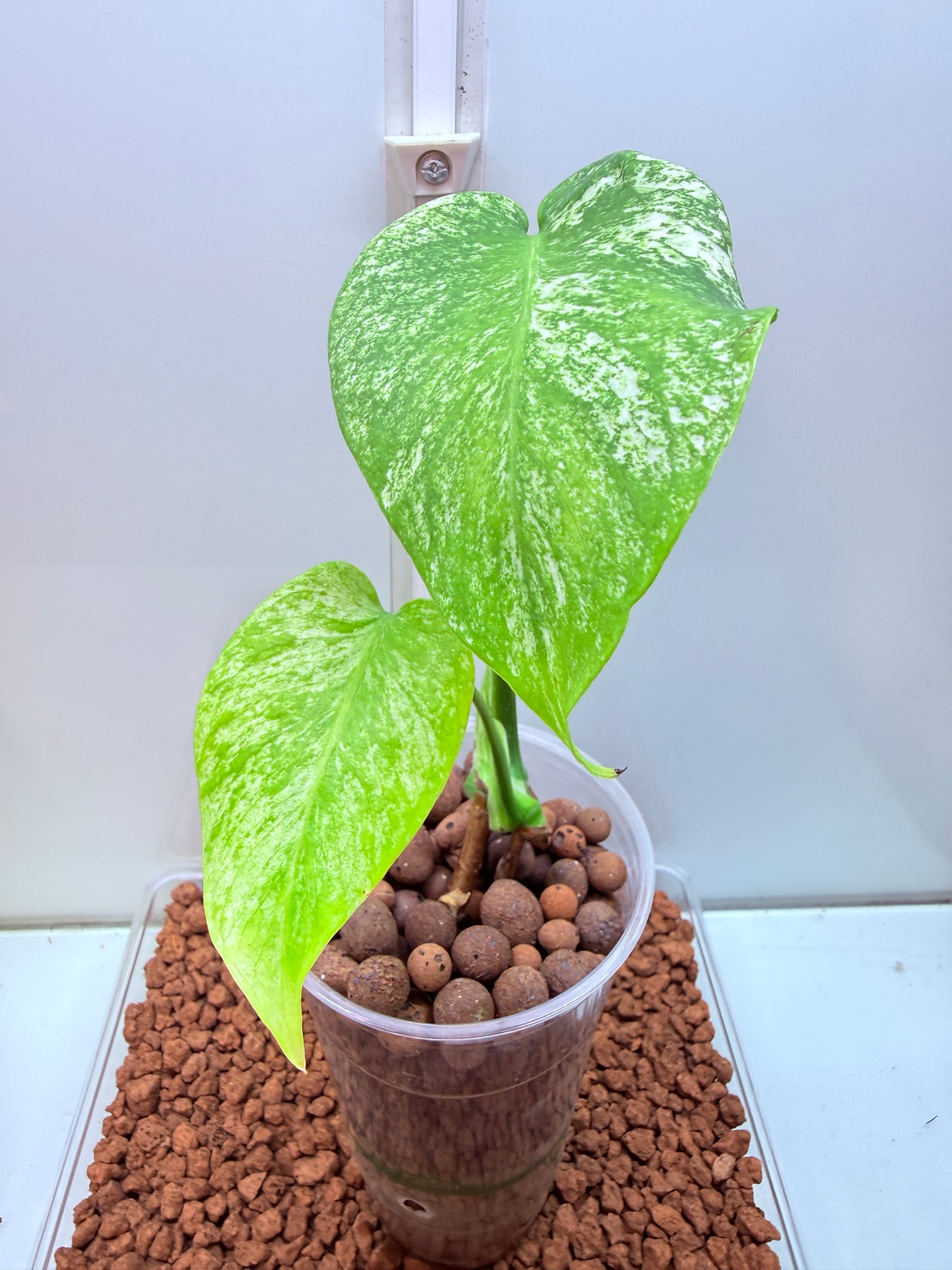 Monstera Mint Variegation - MM3