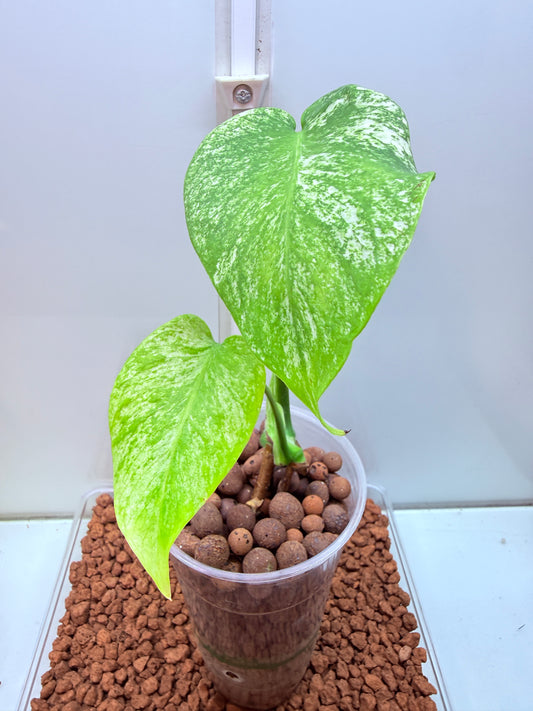 Monstera Mint Variegation - MM3