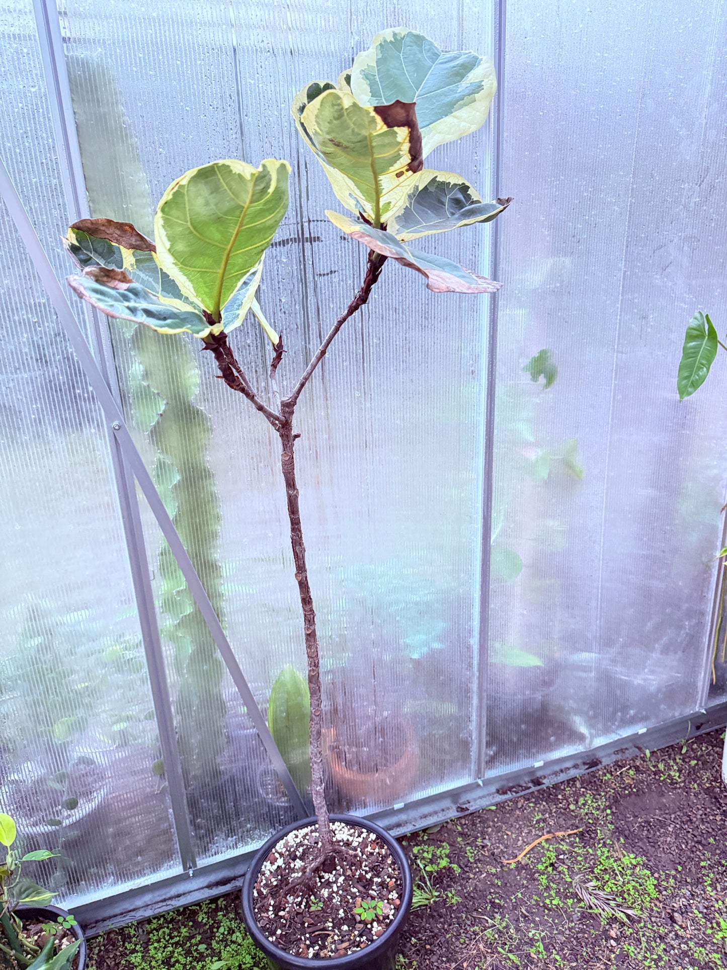Fiddle Leaf Fig Variegated