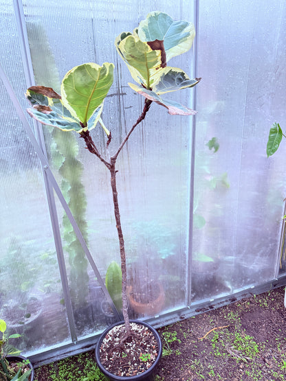 Fiddle Leaf Fig Variegated