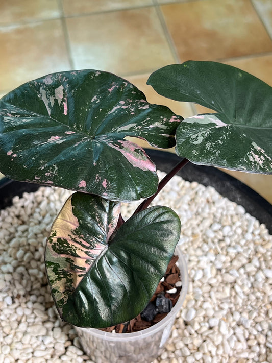 Alocasia Serendipity - Pink and Pretty