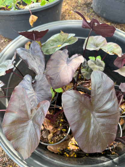 Calocasia Black Coral - CBC