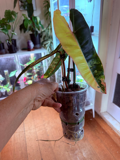 Philodendron Billietiae Non TC Variegated- PBV