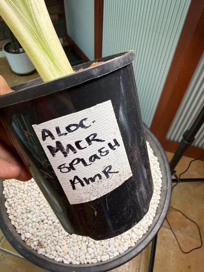 Alocasia Macrorrhizos Splash large - AMR