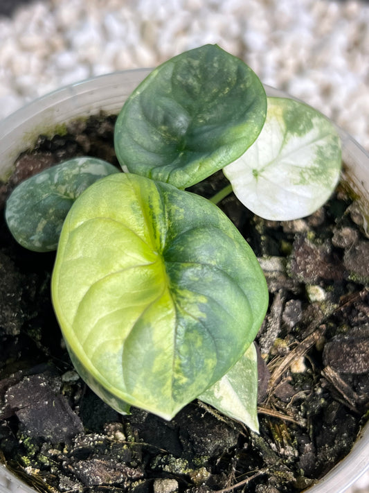 Alocasia Silver Dragon Variegated