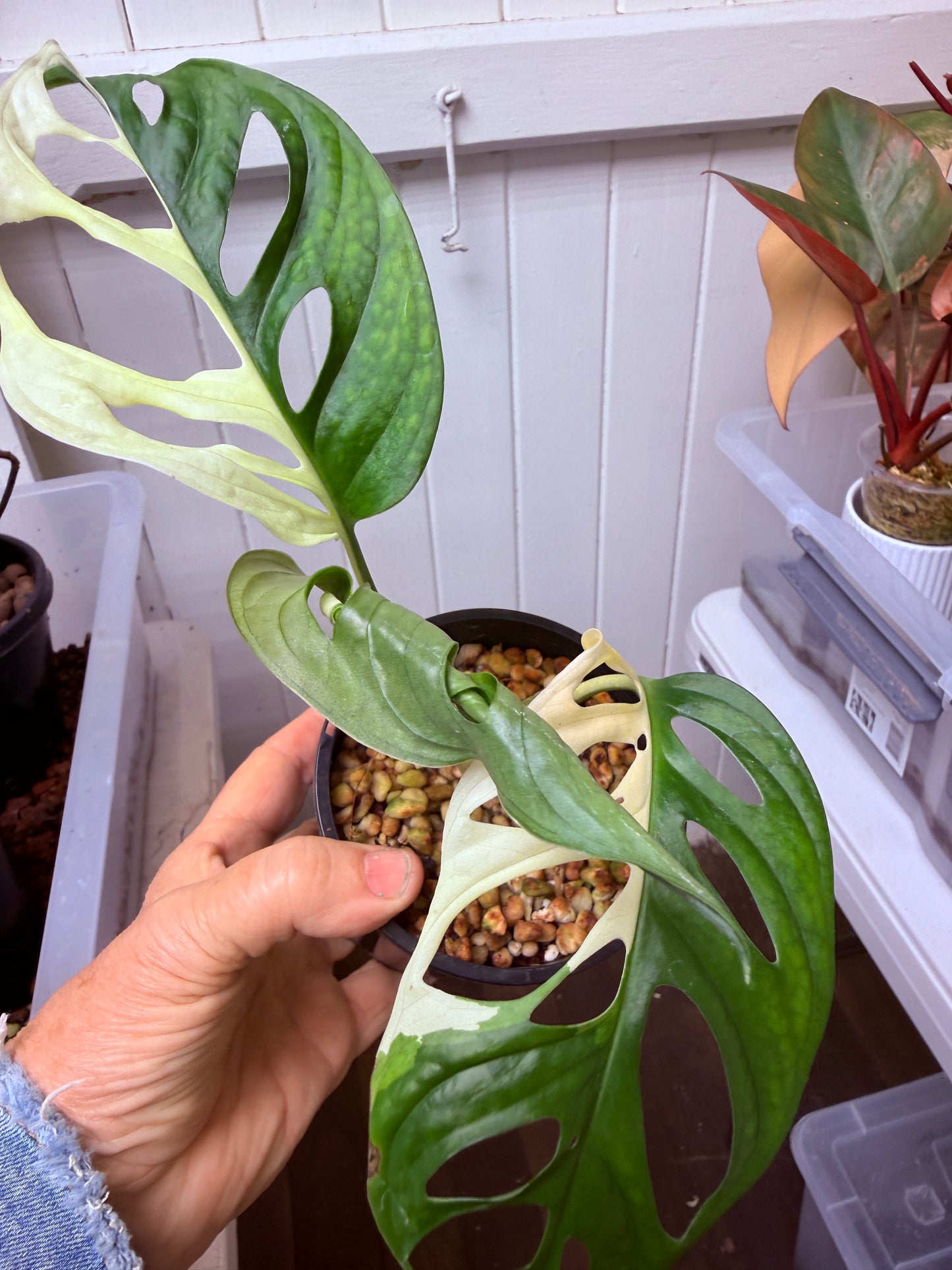 Monstera Adansonii Var Half Moon - MA5