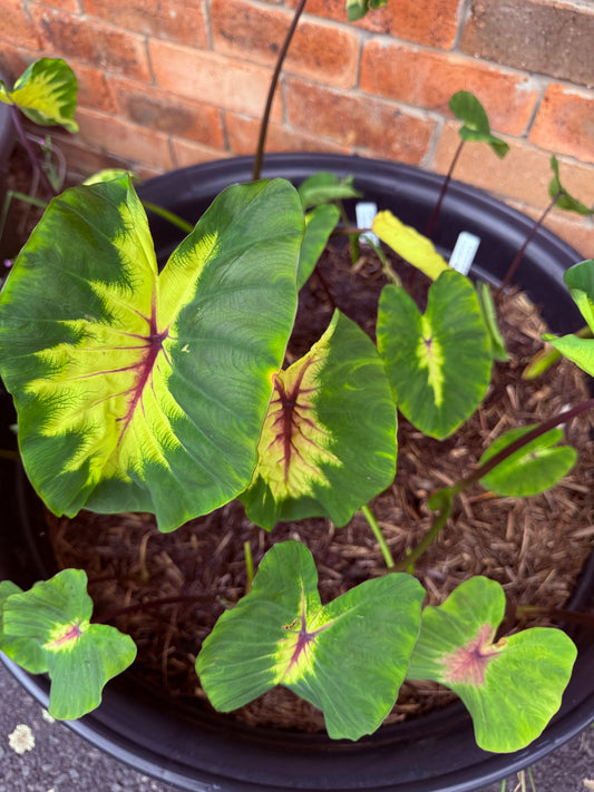 Colocasia Light Pilar