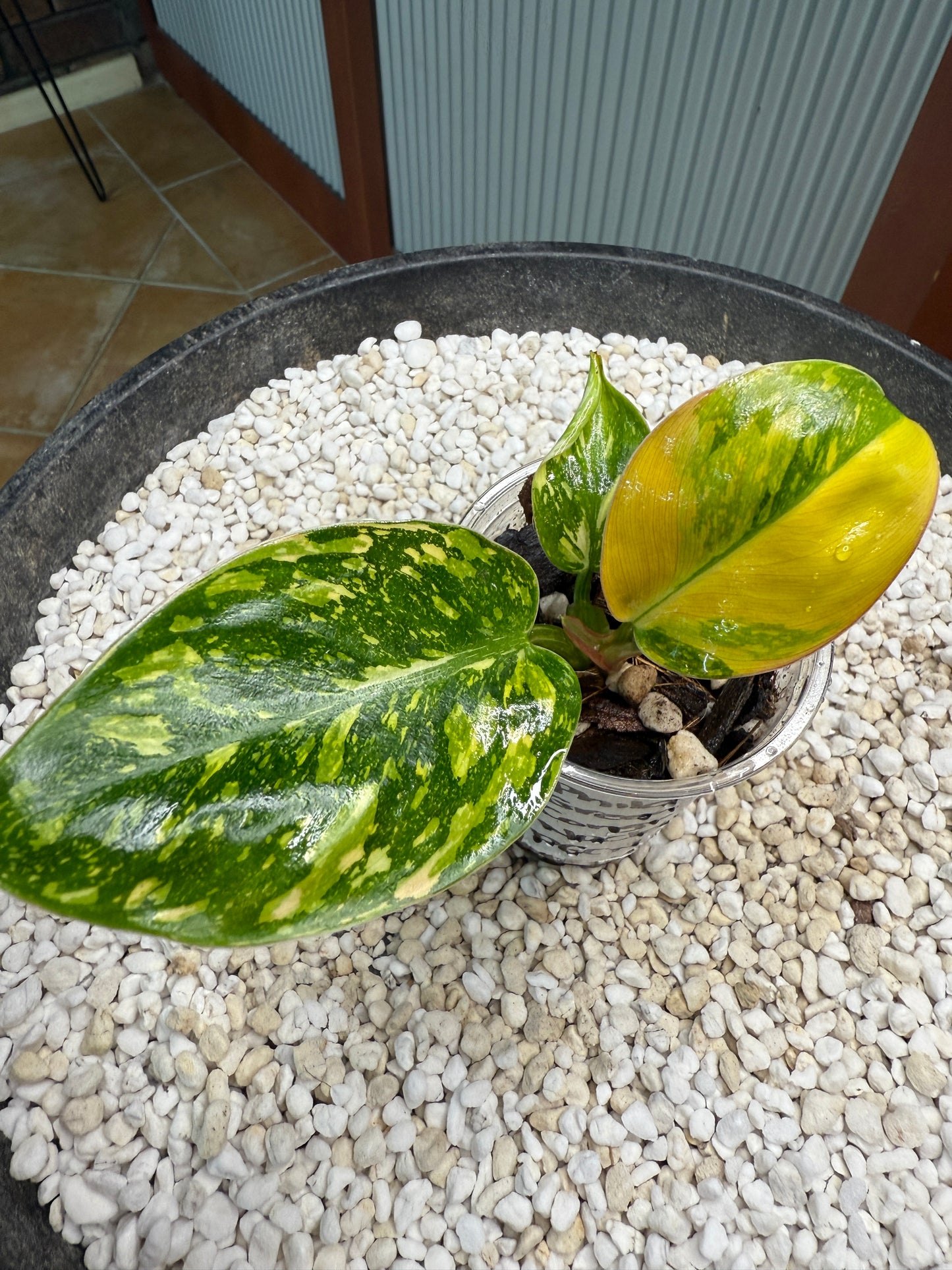 Philodendron Green Congo Nuclear - PGNC 2