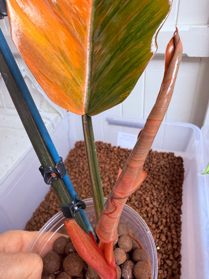 Philodendron Caramel Marble Non TC - PKM