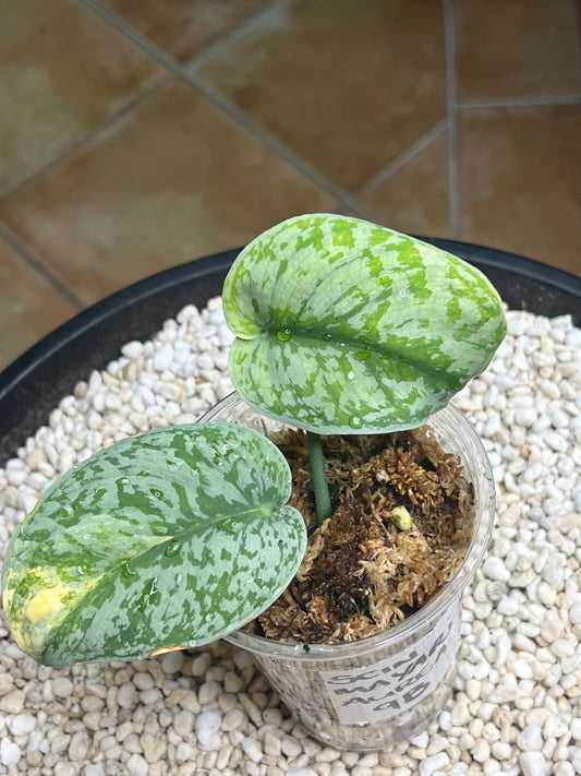 Scindapsus Mayari Aurea