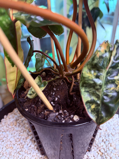 Philodendron Billietiae Variegated 11 leaves