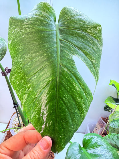 Monstera Mint Large plant Variegation - MM2
