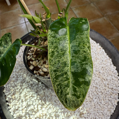 Philodendron Burle Marx Mint - PBM