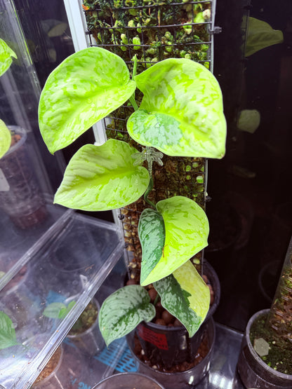 Scindapsus Mayari Aurea Totem
