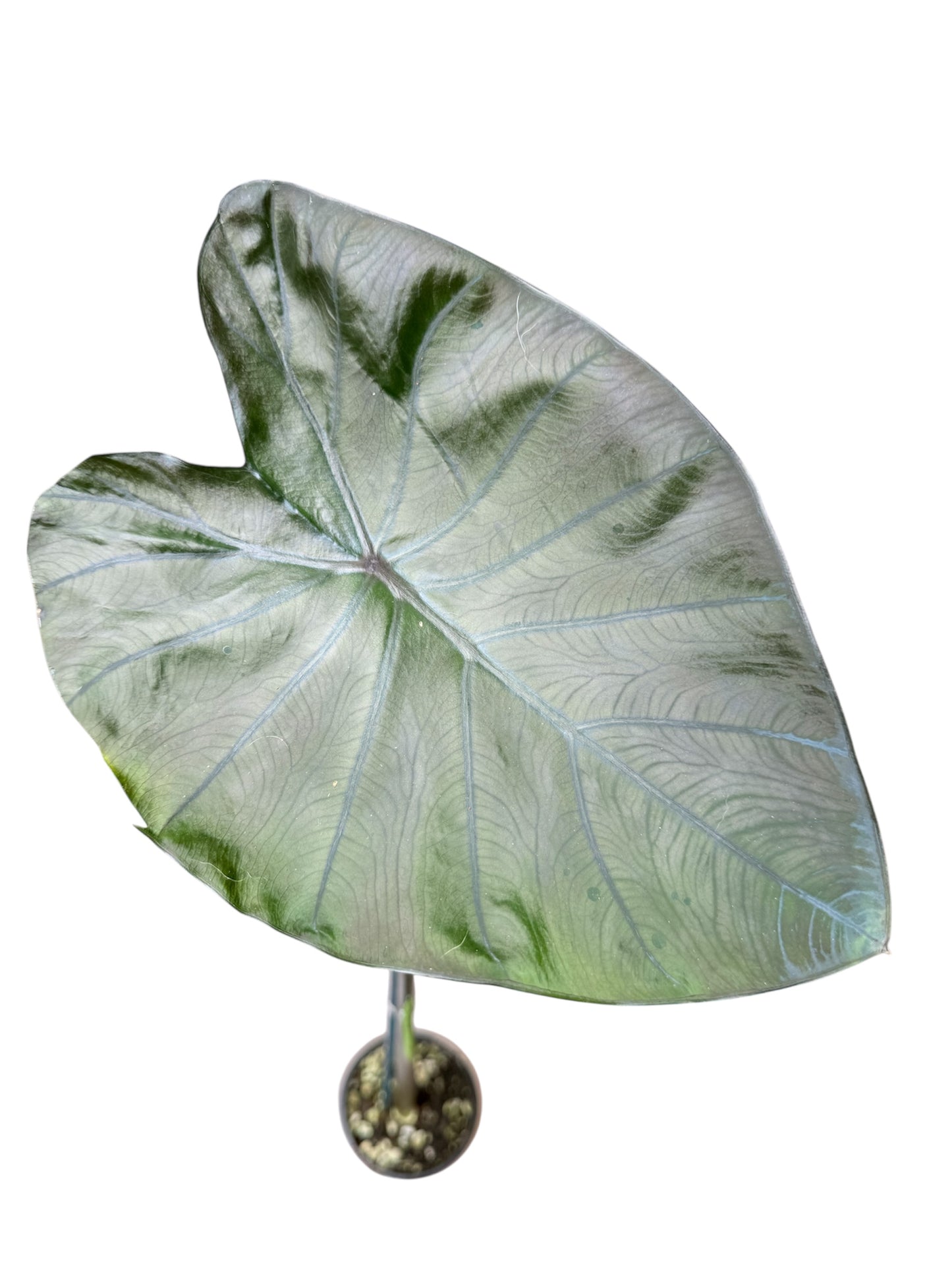 Calocasia Black Coral - CBC