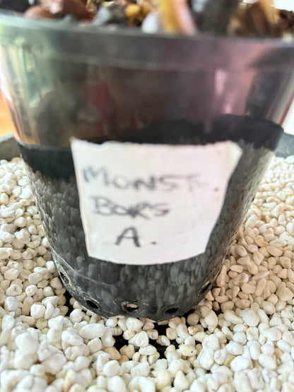 Monstera Borsigana Variegated - MBA