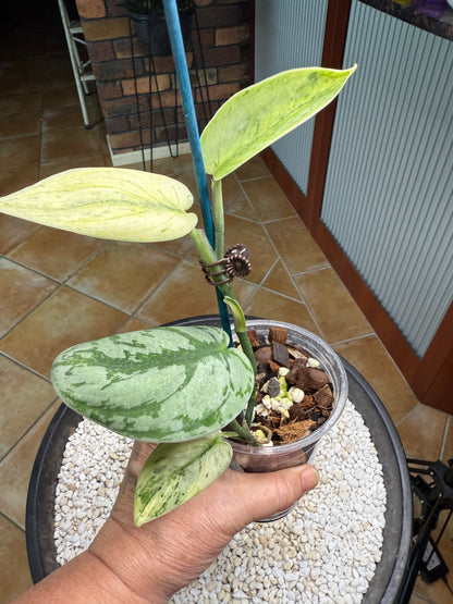 Scindapsus Hologram - h2a