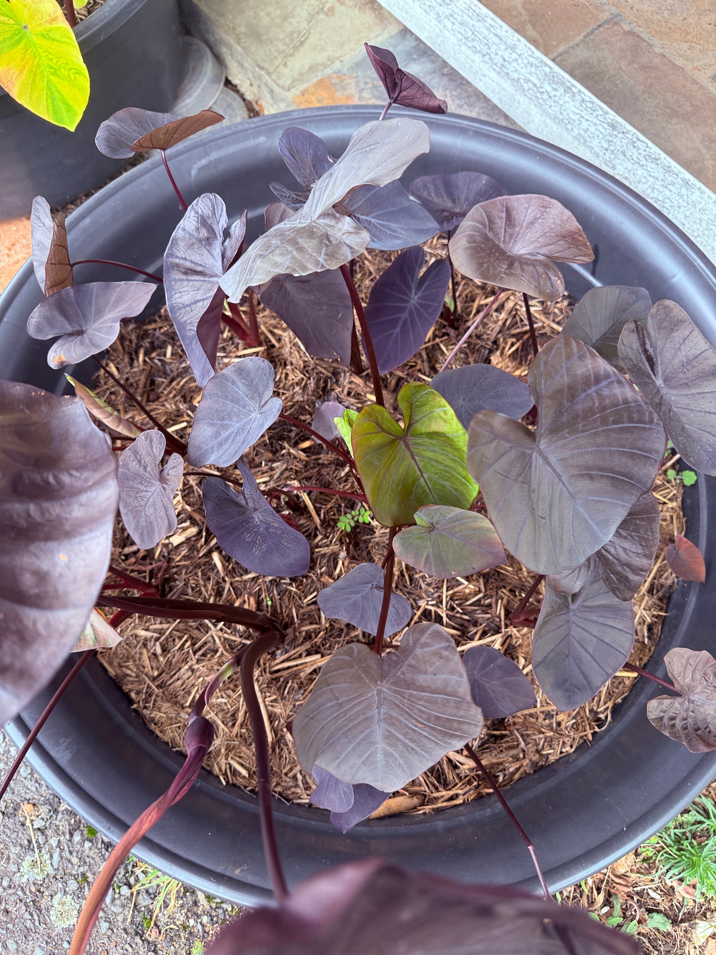 Colocasia Black Coral - size medium (growers choice I will pick a good one)