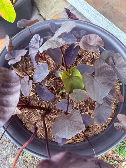 Colocasia Black Coral - size medium (growers choice I will pick a good one)
