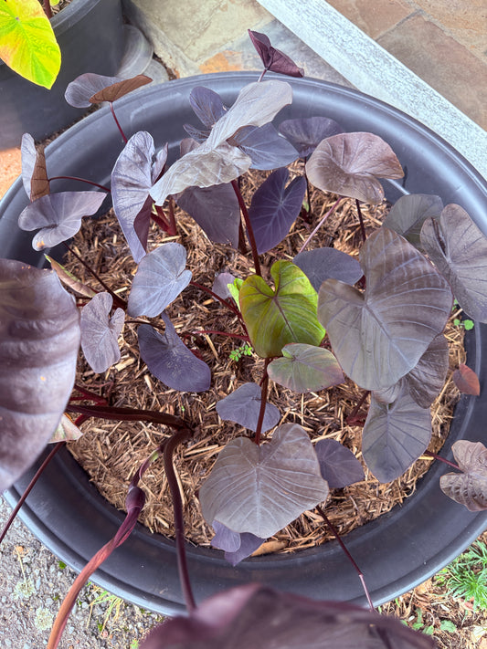 Colocasia Black Coral - size medium (growers choice I will pick a good one)