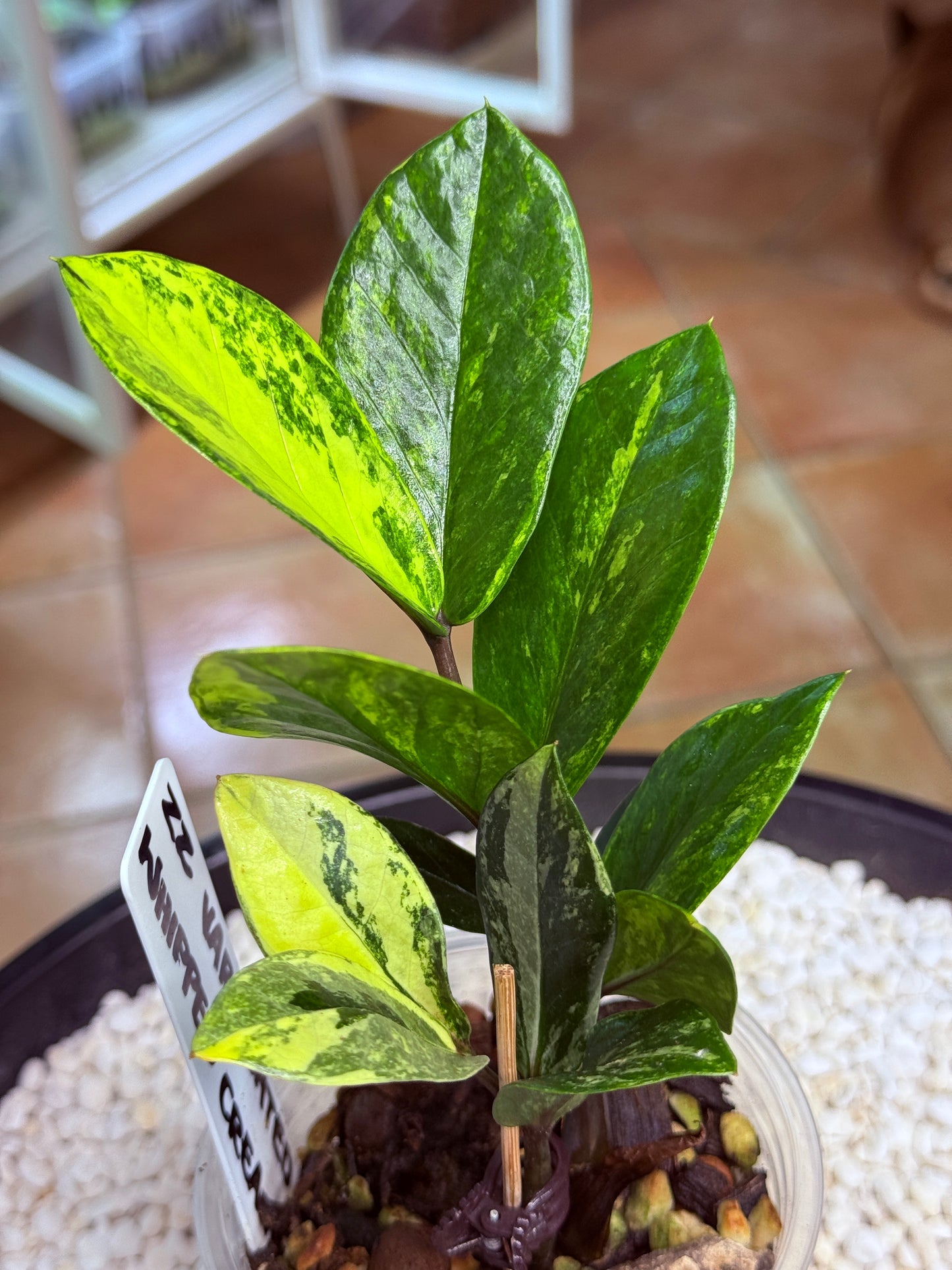 Variegated ZZ Whipped Cream - Var Zanzibar