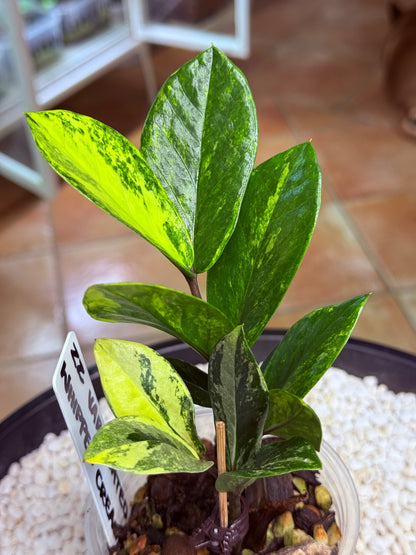 Variegated ZZ Whipped Cream - Var Zanzibar