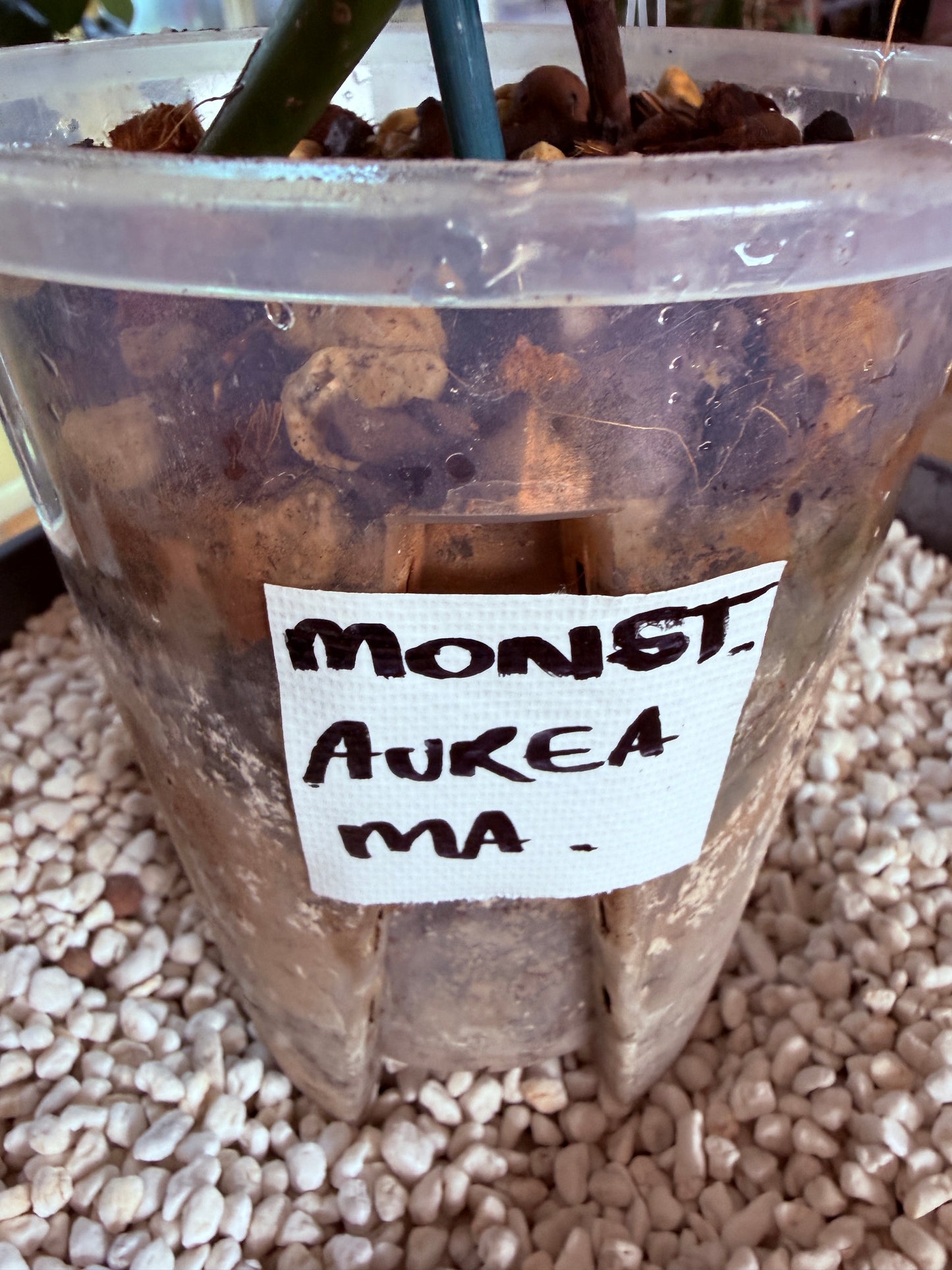 Monstera Aurea Non TC - MA