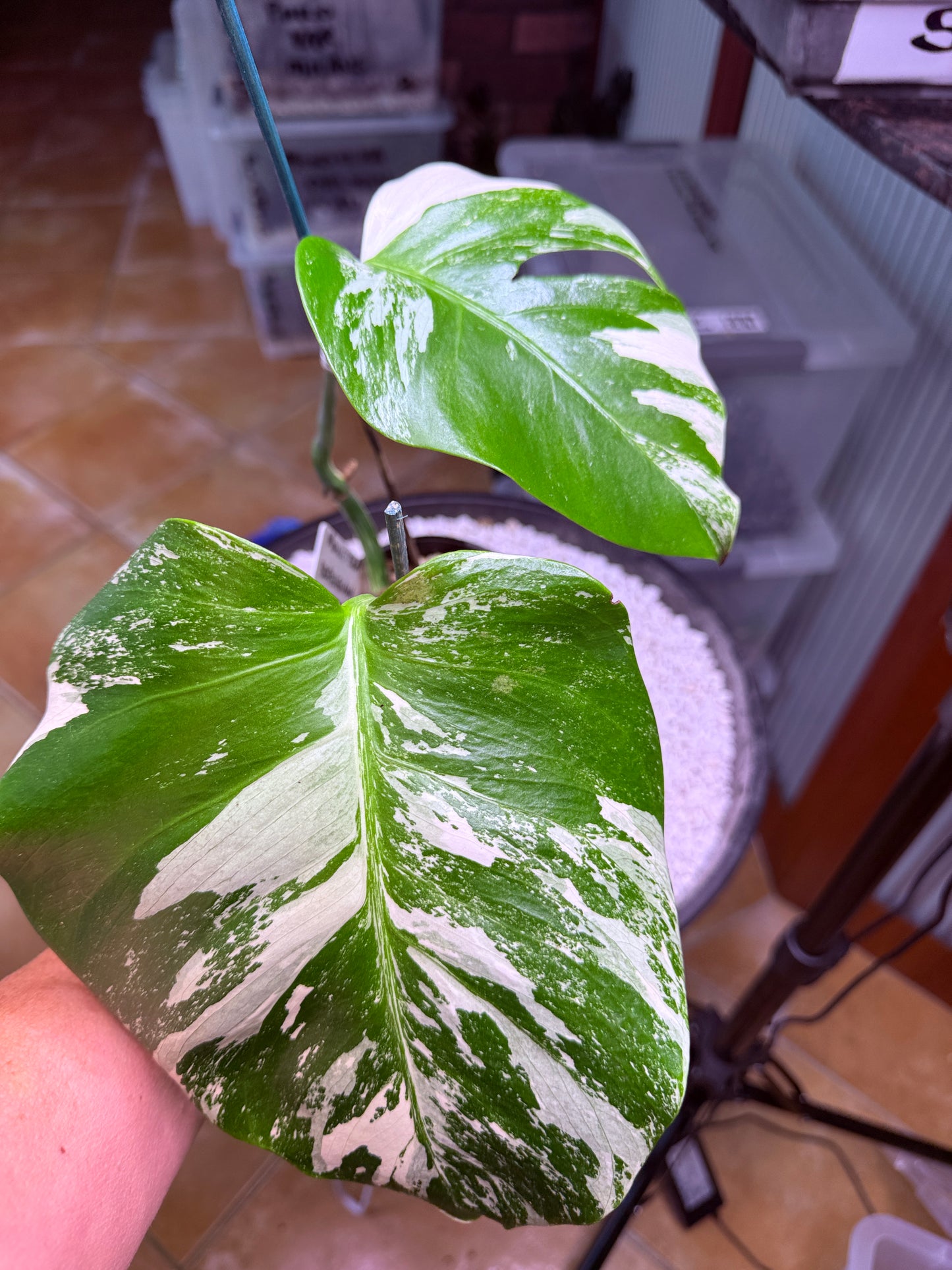 Monstera Borsigana Variegated - MB1