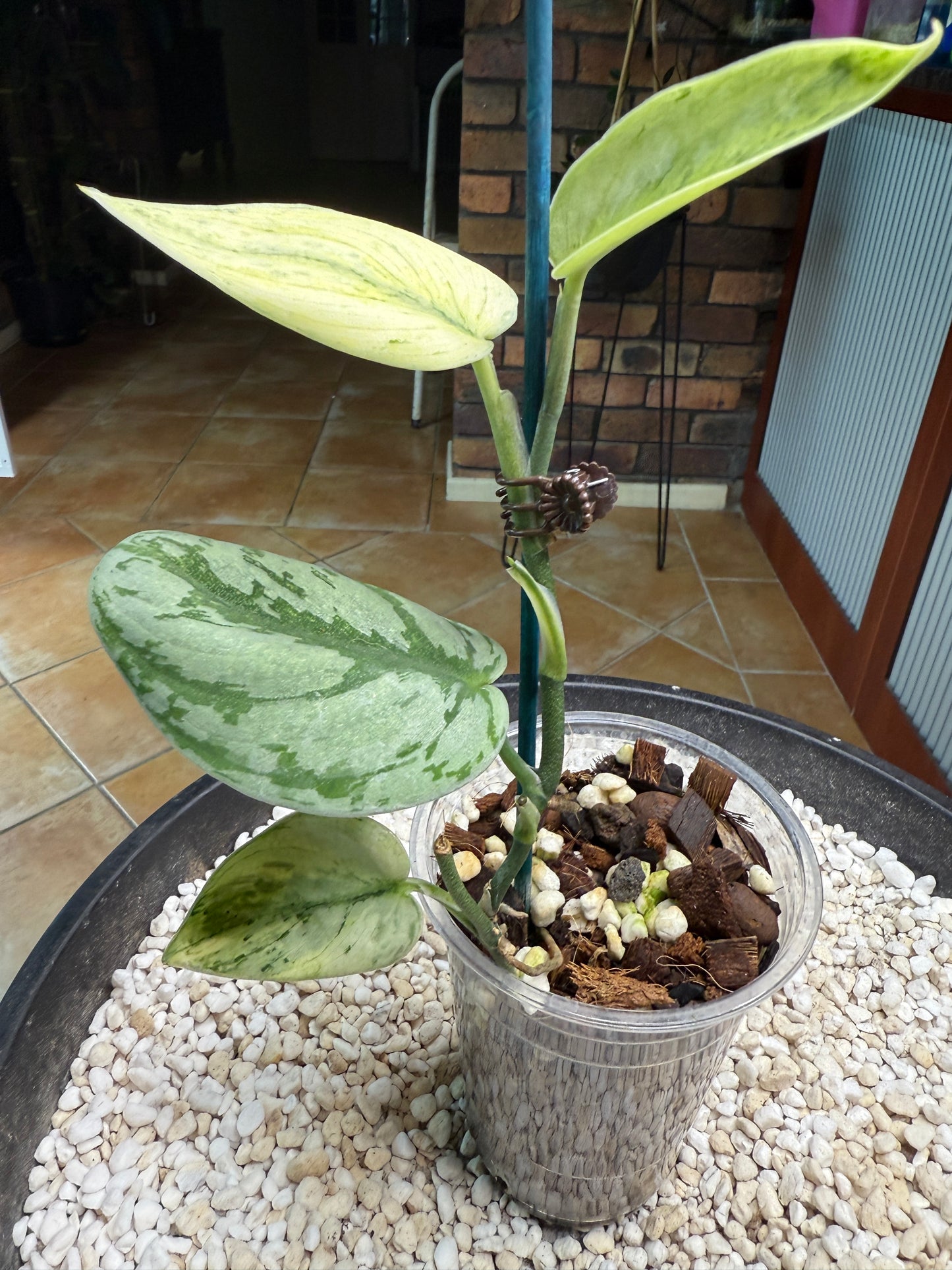 Scindapsus Hologram - h2a