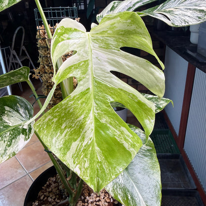 Monstera Borsigana Variegated 7 leaves - MB5