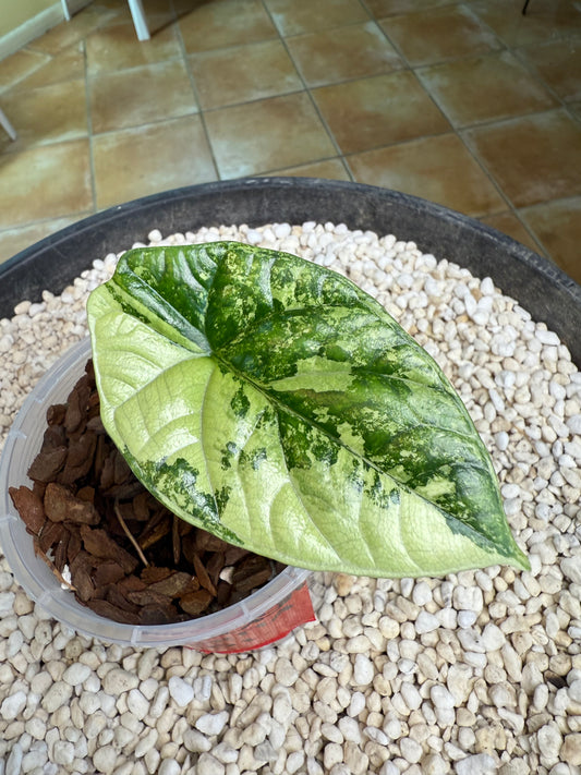 Alocasia Sinuata Variegated - AS1