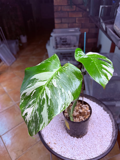 Monstera Borsigana Variegated - MB1