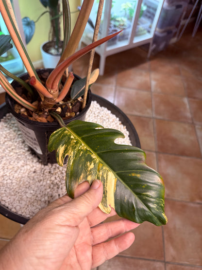 Philodendron Caramel Marble Variegated - PKM4