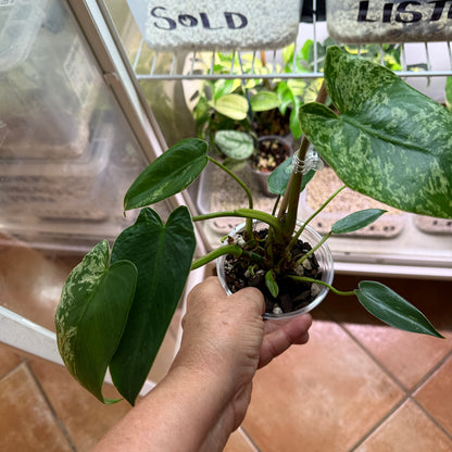 Philodendron Burle Marx Mint - PBM