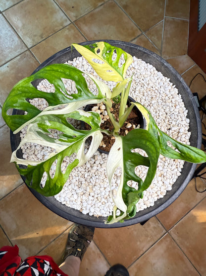 Monstera Adansonii Japanese Tri Colour - MA2