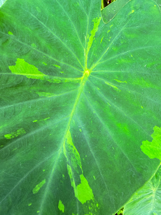 Colocasia lime Gecko