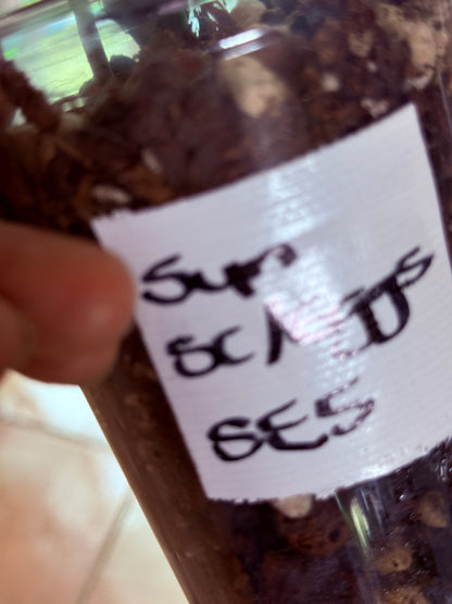 Syngonium Scrambled Eggs - SE5