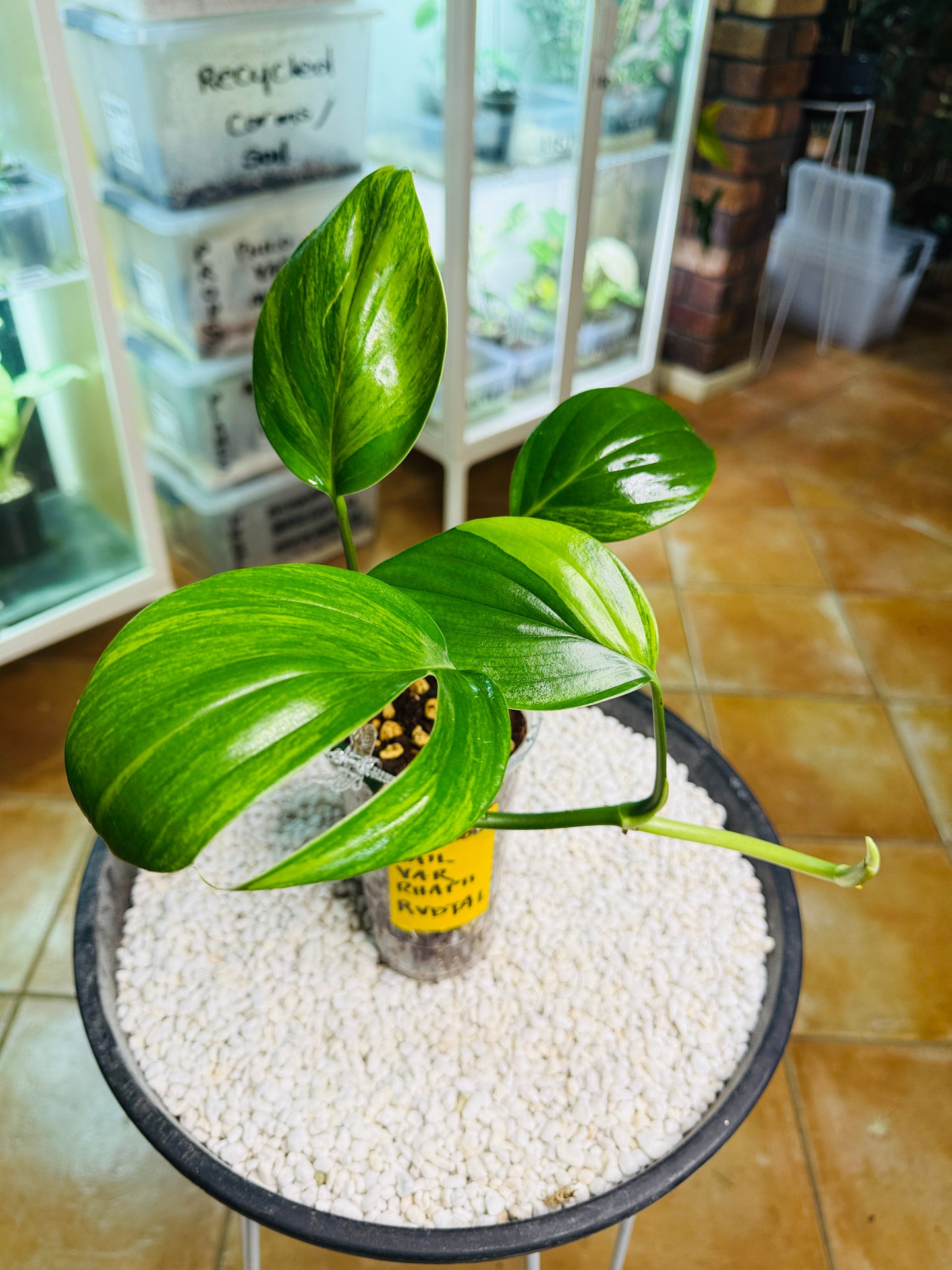 Rhaphidophora Decursiva Variegated (Dragons Tail)