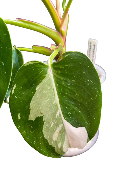 Philodendron White Princess