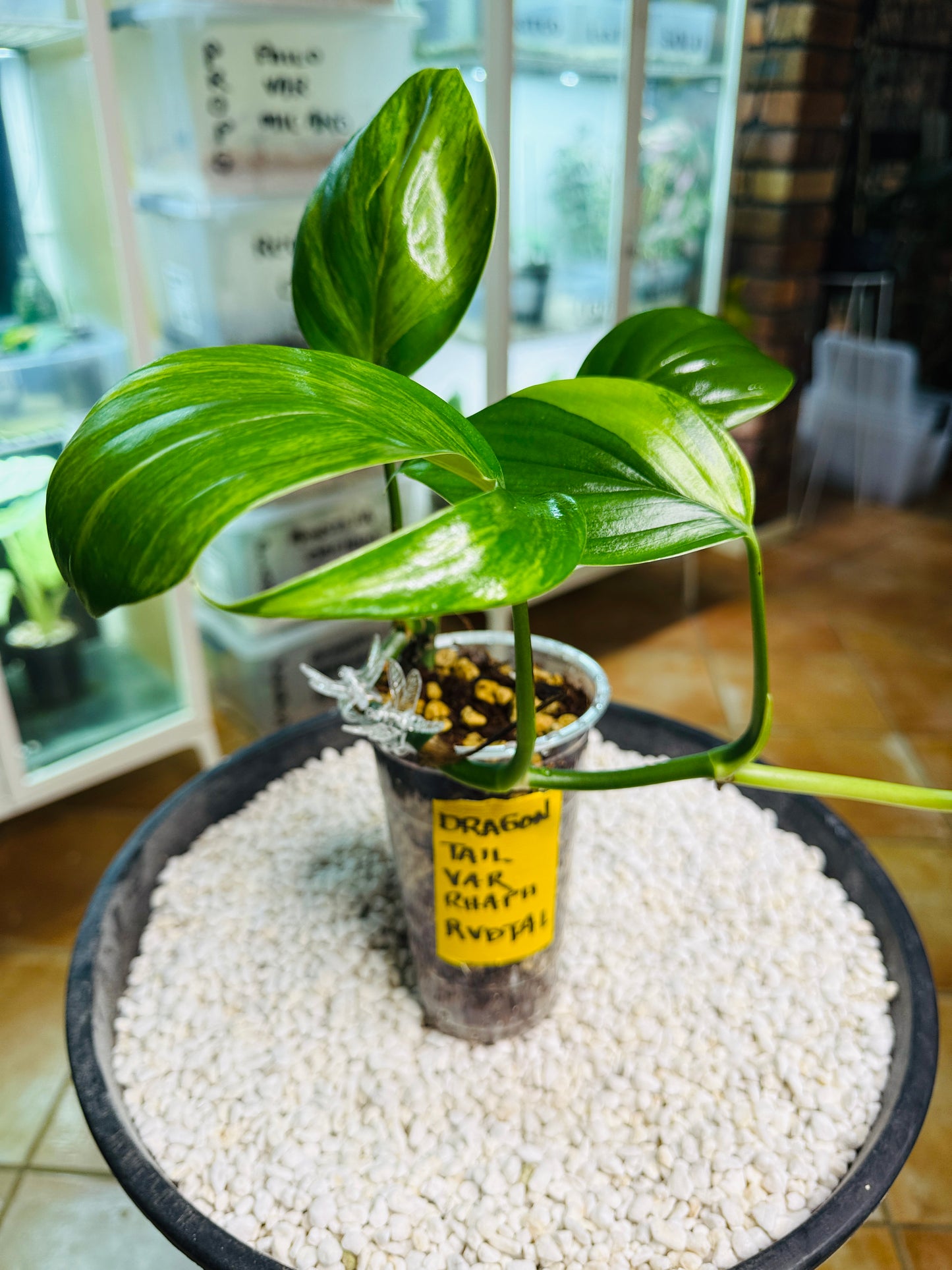 Rhaphidophora Decursiva Variegated (Dragons Tail)