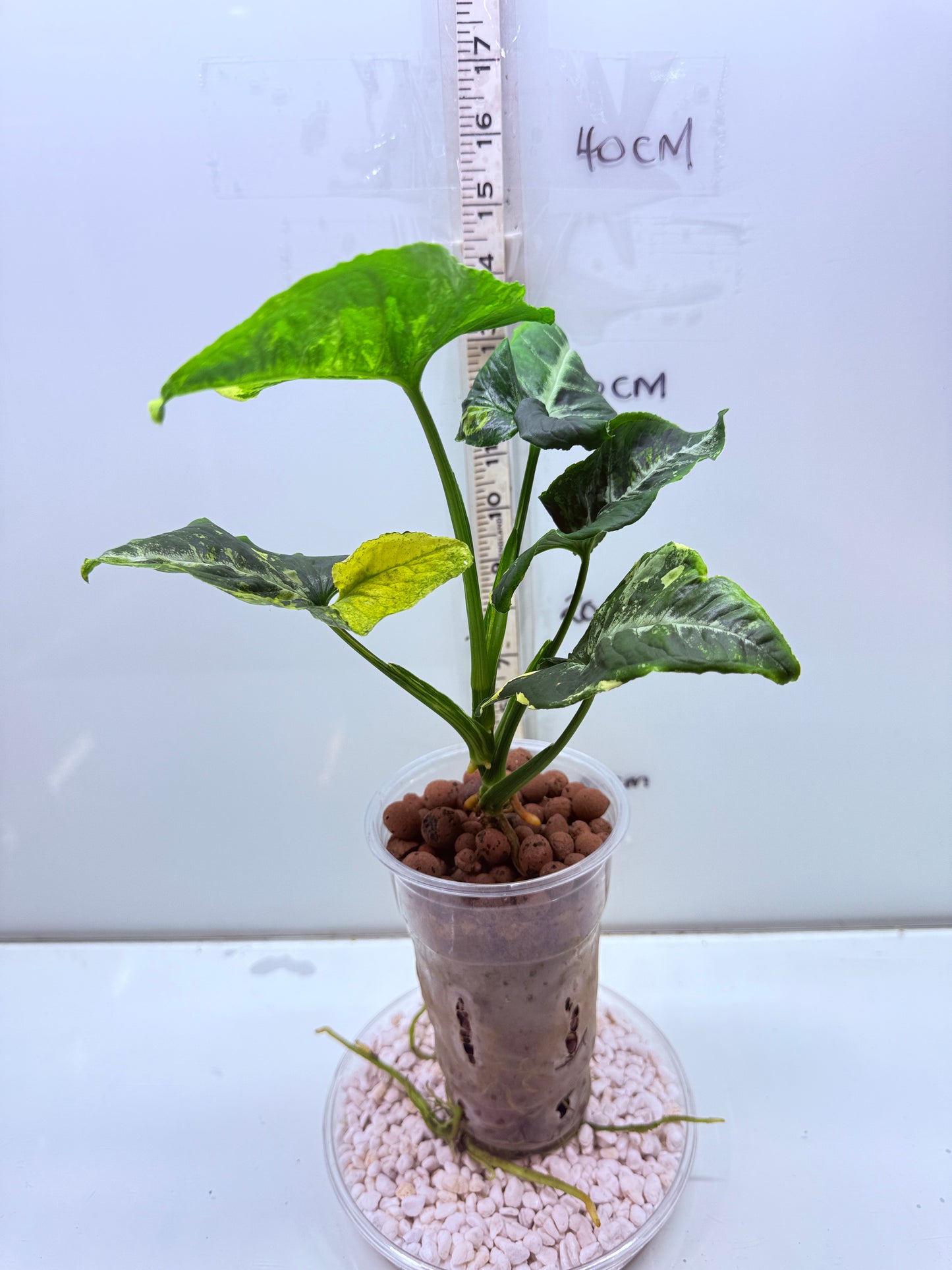 Syngonium Scrambled Eggs - S1