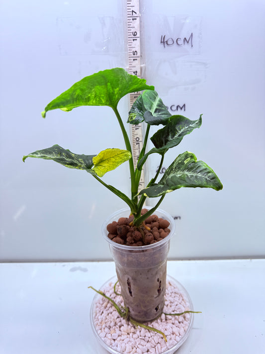 Syngonium Scrambled Eggs - S1