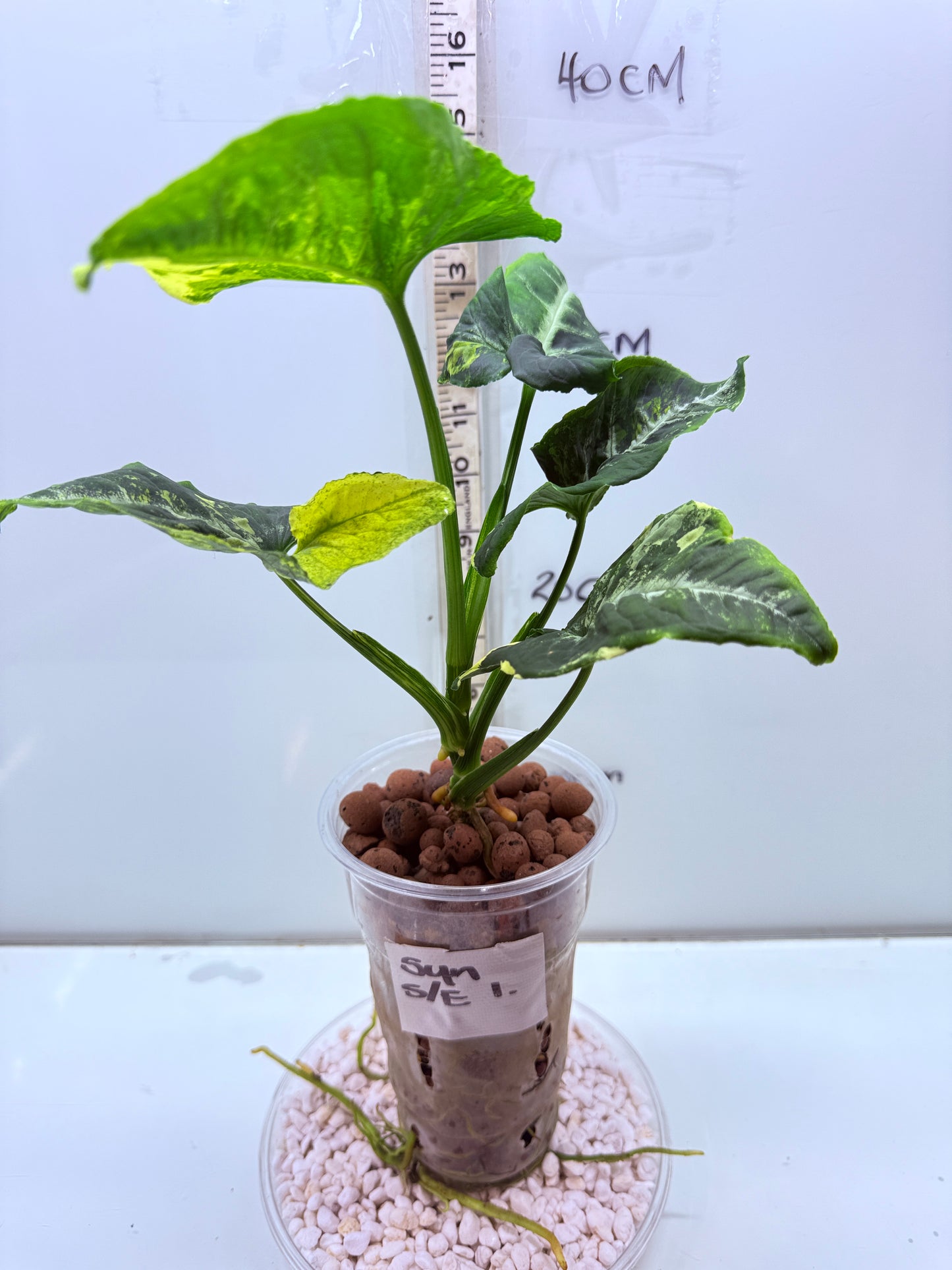 Syngonium Scrambled Eggs - S1